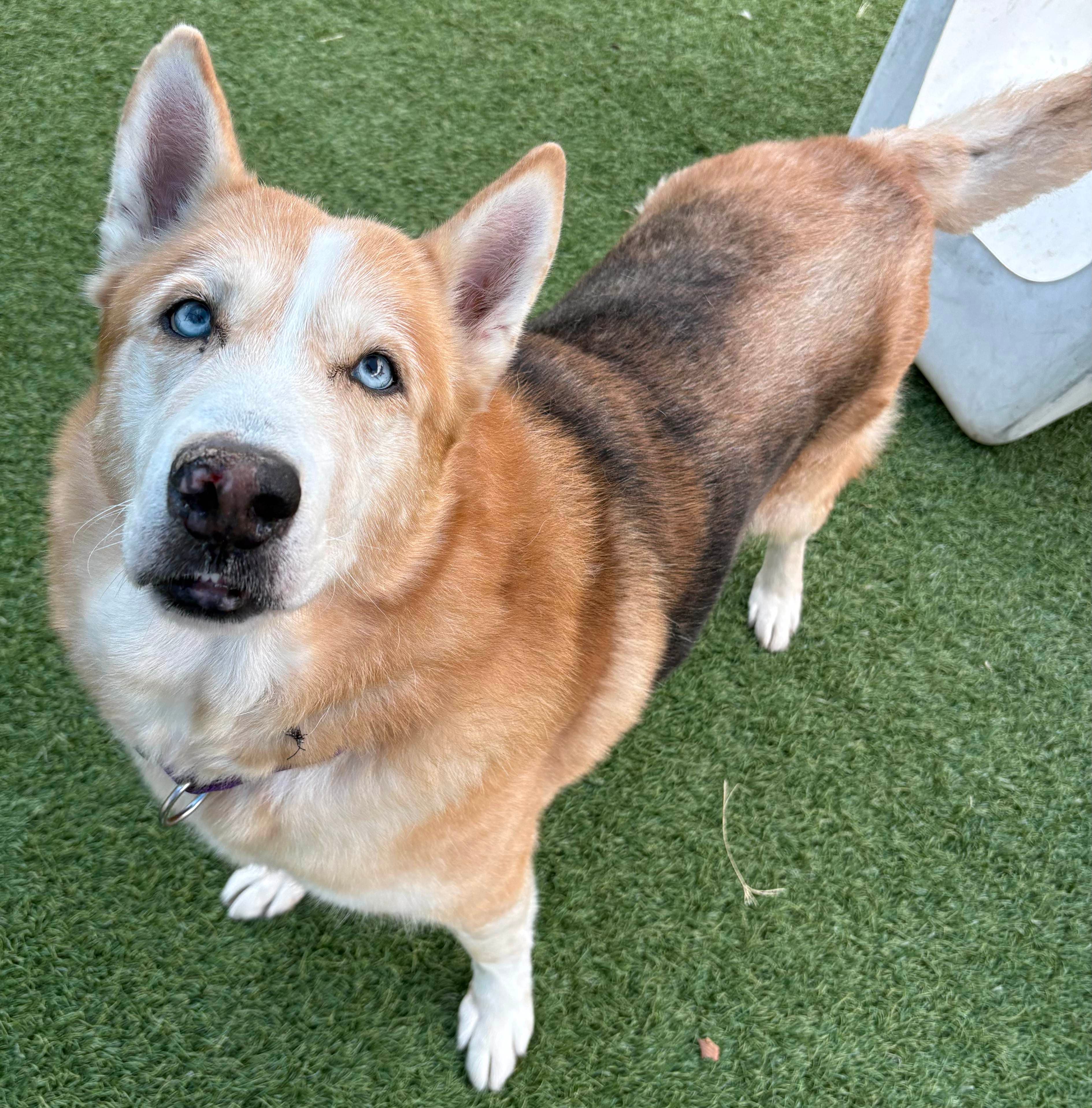 Kokomo